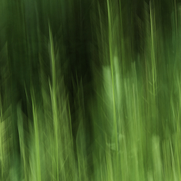 Abstract grass image
