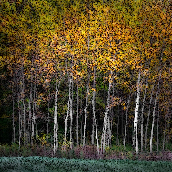 Image of birch saplings in fall