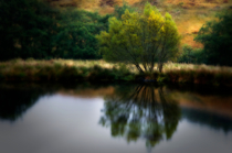 At the Pond