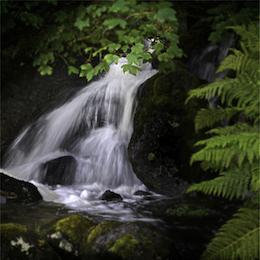 Small waterfall with green bushes