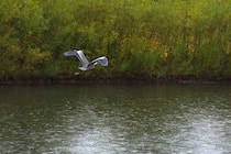 Blue Heron