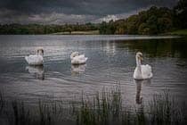 The Three Swans